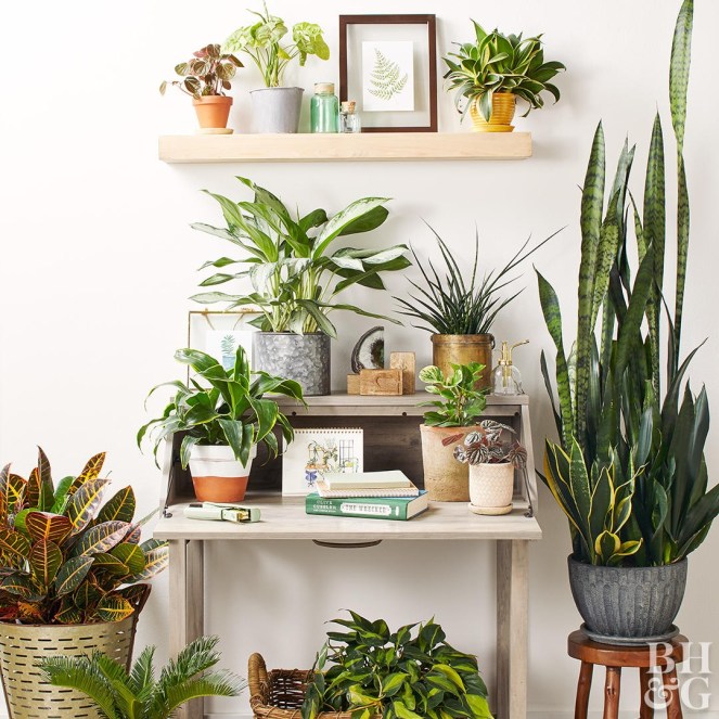 poisonous-houseplants-874825ab